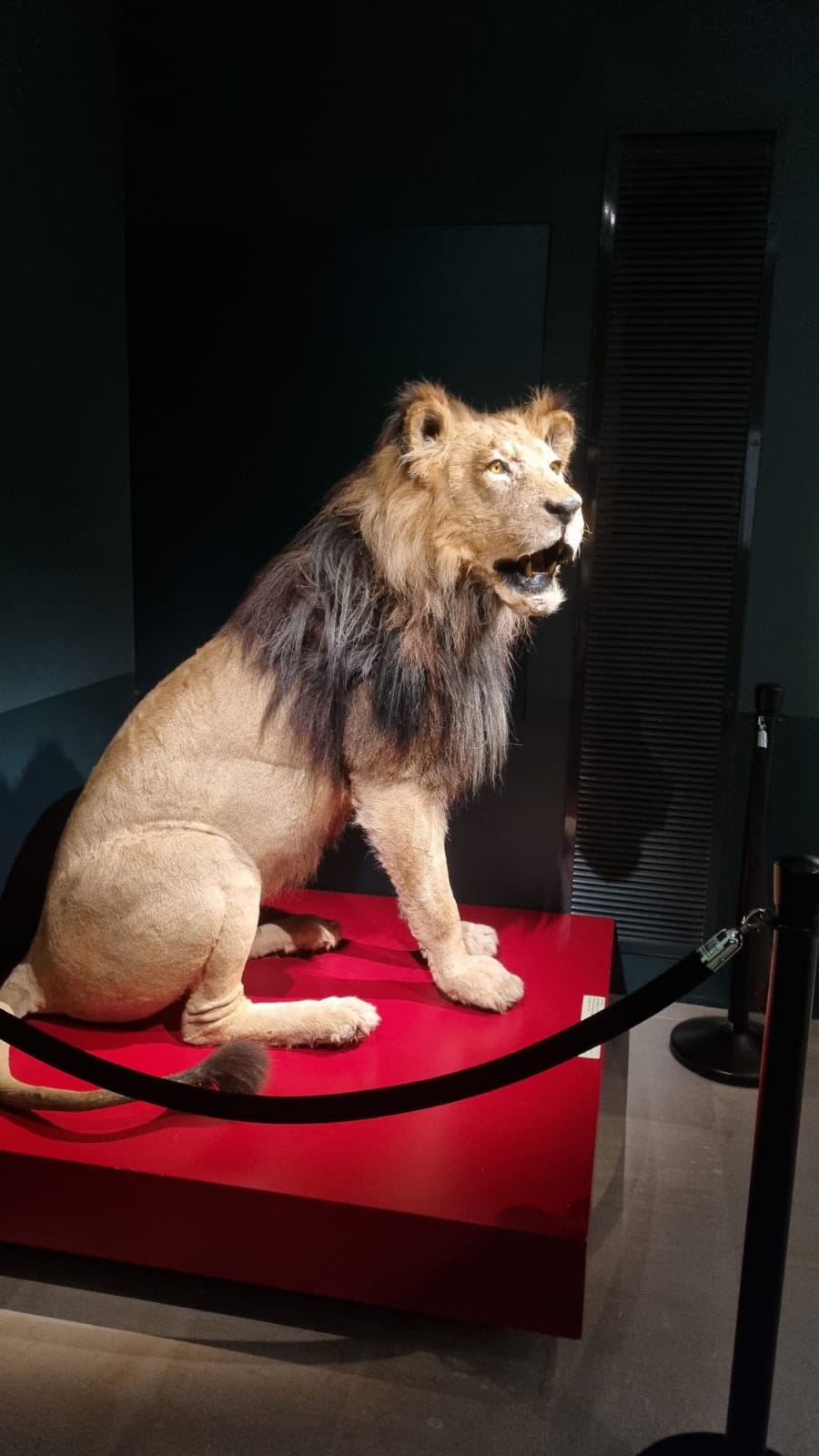 PHOTO-2025-06-29-19-37-27 3